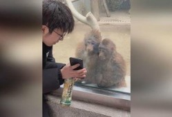 网友爆料猴哥视频大全,猴哥视频大全，欢乐无限，笑料横生！